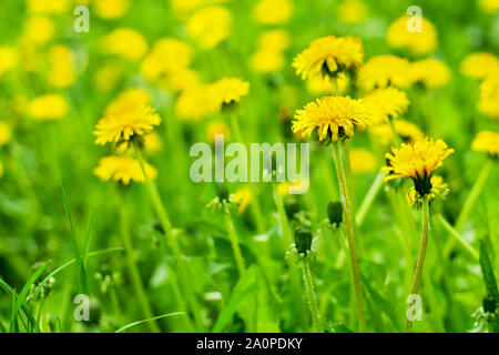 Gelber Löwenzahn blühen im grünen Gras an einem sonnigen Tag close-up auf unscharfen Hintergrund, Frühjahr Rasen mit Blossom blowballs Blumen, schöne Sommer Stockfoto