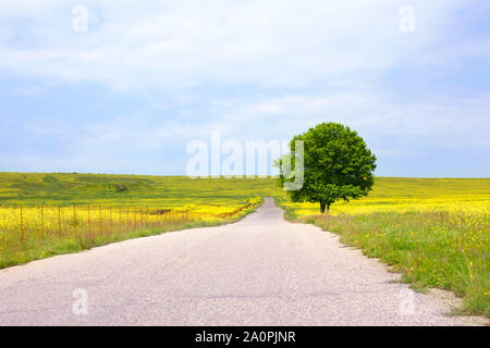 Leere Landstraße inmitten grüner Felder mit gelben Blüten und einem einsamen großen grünen Baum mit einer schönen runde Krone auf der rechten Seite auf einen blauen Himmel mit Stockfoto