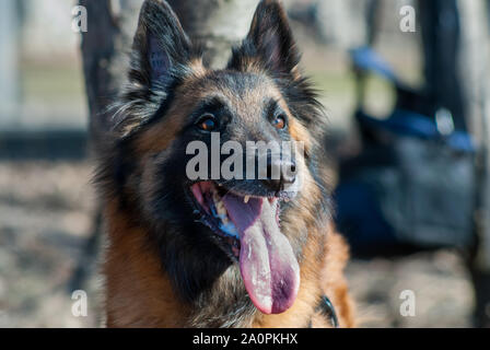 Belgischer Schäferhund Schäferhund (Canis Lupus Familiaris) im Garten Stockfoto