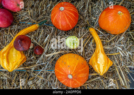 Auf einem strohballen Äpfel und Kürbisse wurden liebevoll als Dekoration angeordnet Stockfoto