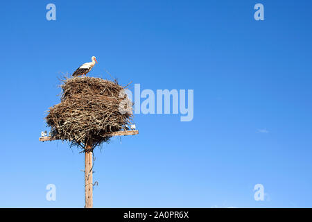 Storch in einem großen Nest auf einer Säule auf blauen Himmel Hintergrund sitzen Stockfoto