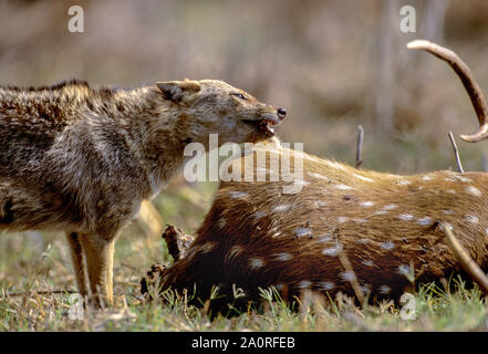 Indischen Schakal, Canis aureus indicus, Scavenging auf Spotted Deer oder Chital, Achse, Bharatpur, Rajasthan, Indien Stockfoto