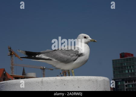 Nach Sturmmöwe (Larus canus) im Hafen von Kiel, Deutschland Stockfoto