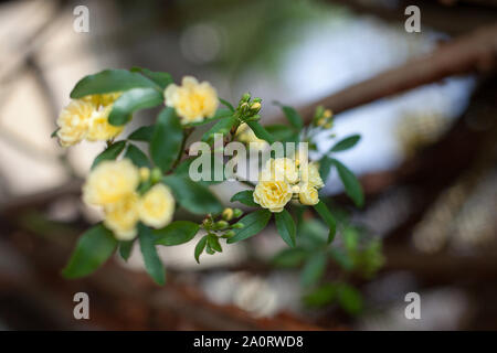 Kleine zarte gelbe Rosen Blumen, Rosa banksiae oder Lady Banken Rose Blume blühen im Garten, spring blossom Rosenbusch Zweige Makro Nahaufnahme Stockfoto