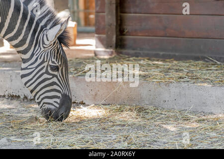 Das Zebra frisst Heu im Zoo, ohne darauf zu achten, Besucher Stockfoto