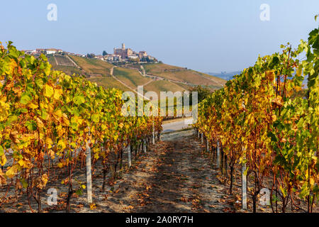 Die herbstlichen Weinberge in einer Reihe auf den Hügeln der Langhe in Piemont, Norditalien. Stockfoto