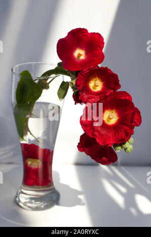 Zweig der Rote Malve Blumen, Blumenstrauß in einem Glas Vase mit Wasser in einem Strahl der Sonne und Schatten auf weißem Hintergrund Nahaufnahme Stockfoto