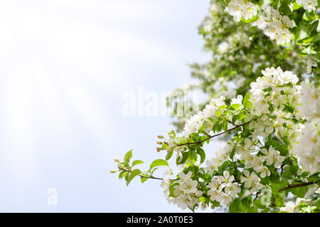Blühender Apfelbaum Äste, weiße Blumen und grüne Blätter auf unscharfen sonnigen Himmel Hintergrund Nahaufnahme, Feder Cherry Blossom, sakura Blumen in voller Blüte Stockfoto