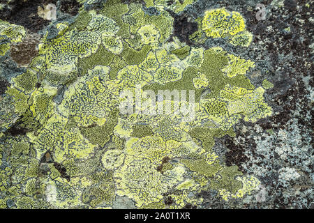 Gelb Grün Flechten auf einem Felsen in der Rondane Nationalpark in Oppland Norwegen wachsende Stockfoto