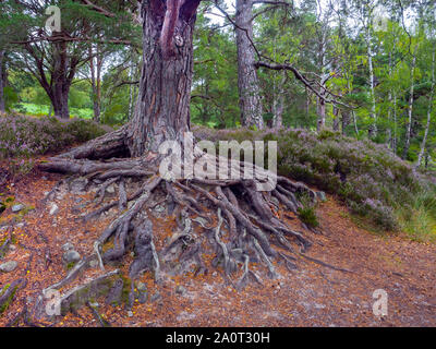 Scots pine freiliegenden Wurzeln Picea abies Loch ein Eilein Schottland Stockfoto