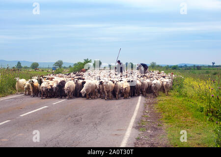 Große Herde von weißen und schwarzen Schafen und Hirten mit einem Stock zu Fuß auf der Straße auf der grünen Wiese und blauer Himmel Hintergrund Stockfoto