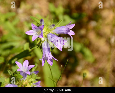 Bluebell Blumen im Garten Stockfoto