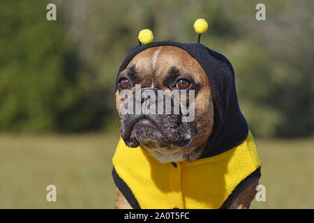 Portrait von netten und lustigen braunen Französische Bulldogge Hund verkleidet als eine Biene trägt einen schwarzen und gelben Halloween Kostüm mit Kapuze und Geweih Stockfoto