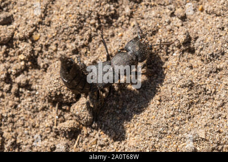 Devil's Trainer Pferd Käfer (Ocypus olens), einer Art von rove Beetle, aggressive Scorpion - wie Position, Großbritannien. Insekten verhalten. Stockfoto