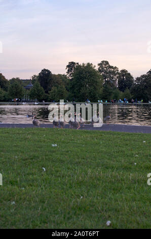 Graugänse in und um den Teich. Die Kensington Gardens, London. Stockfoto