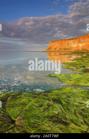 Eine Nahaufnahme des Rock mit Algen bedeckt und Jagd Klippe in der Ferne, Saltburn, North Yorkshire, England, Vereinigtes Königreich. Stockfoto