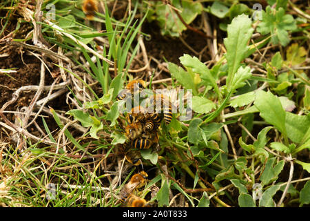 Die Ivy Biene, Colletes hederae, ist eine Pflanzenart aus der Gattung der Bergbau Biene zuerst in Großbritannien im Jahr 2001 aufgezeichnet. Es Futter fast ausschließlich auf die Blumen von Efeu, und fliegt Stockfoto