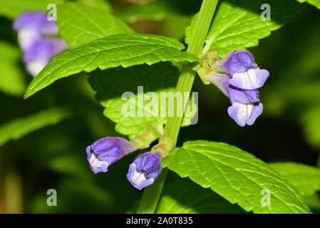 Skullcap, Scutellaria galericulata, hell violett-blauen Blüten von Juni bis September, Habitat, feuchten Wiesen, Somerset, UK. Stockfoto