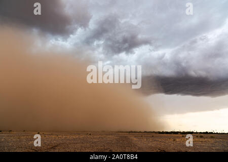 Ein dichter Staubsturm (haboob) zieht durch die Wüste in der Nähe von Coolidge, Arizona Stockfoto