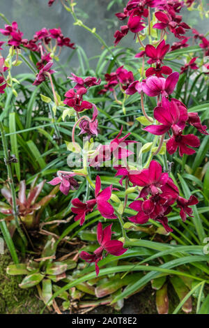 Singapur - 22. März 2019: die Gärten an der Bucht, den Nebelwald Kuppel. Nahaufnahme von Wein roten Orchideen von grünem Laub gesichert. Stockfoto