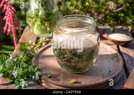 Zubereitung von hausgemachten Malve Sirup gegen Husten von Malva neglecta Anlage und Zucker Stockfoto