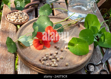 Kapuzinerkresse oder Kapuzinerkresse : Samen mit frischen Blumen und Blätter im Hintergrund - Inhaltsstoffe pflanzliche Tinktur vorzubereiten Stockfoto
