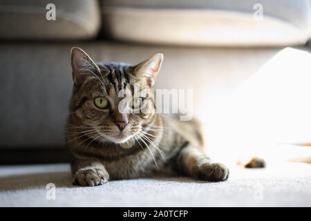 Eine Katze, die sich auf dem Teppich entspannt Stockfoto