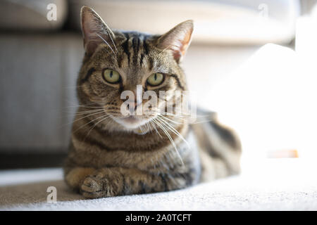 Eine Katze, die sich auf dem Teppich entspannt Stockfoto