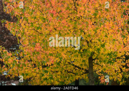 Schönen farbigen Herbst Laub eines Ahorn (Acer palmatum) Stockfoto