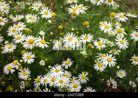 Feld Kamille (Anthemis arvensis). Krautige Pflanze, einen Winter oder Frühjahr jährliche. Stockfoto