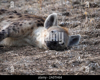 Portrait von Tüpfelhyäne (Crocuta crocuta) schlich ein Peep, wie Sie schlafen auf kurzen Gras von getrockneten Flut täuscht Ebene im South Luangwa NP, Sambia, Afrika Stockfoto