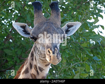 Leiter der endemischen Thornicroft Giraffe (Giraffa Camelopardalis) thornicrofti ein ökotyp, Anzeigen ossicones oder Hörner in South Luangwa, Sambia, Afrika Stockfoto