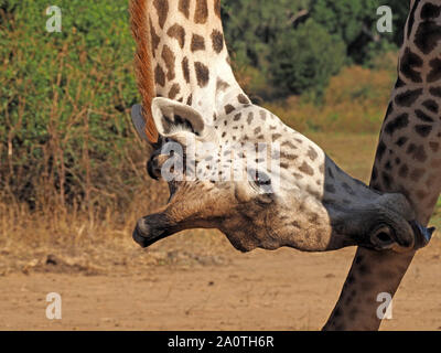Der endemischen Thornicroft Giraffe (Giraffa Camelopardalis) thornicrofti ein ökotyp, Bücken unteren Vorderbein in South Luangwa, Sambia, Afrika zu lecken Stockfoto