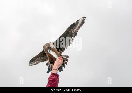 Eine Große Raubmöwe, Catharacta skua, nimmt einen Fisch aus der Hand, während nach einem Wildlife Watching Boot aus Shetland Inseln im Nordatlantik. Stockfoto