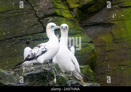 Ein paar der Basstölpel, Morus bassanus, Noss Klippen, Teil der Kolonie an der Noss National Nature Reserve, in Shetland. Stockfoto