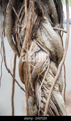 Gewoben Zweige in Nahaufnahme von tropischen Bäumen in Darwin, Australien Stockfoto
