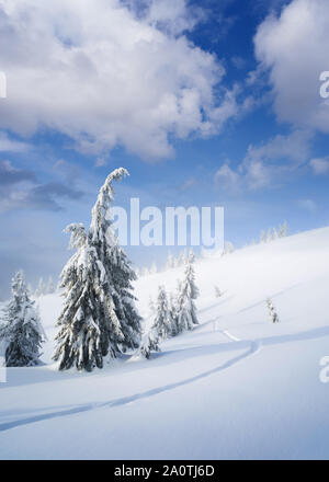 Winter Wonderland. Schnee im Bergwald. Fichten und Spuren im Schnee. Stockfoto