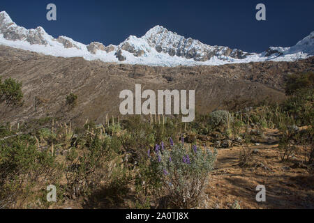 Alpamayo und Quitaraju steigen über Basecamp, Cordillera Blanca, Ancash, Peru Stockfoto