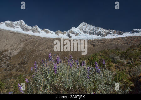 Alpamayo und Quitaraju steigen über Basecamp, Cordillera Blanca, Ancash, Peru Stockfoto