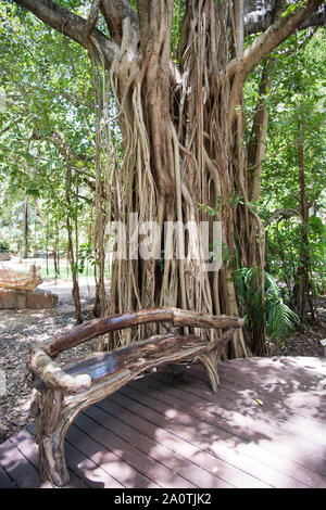 Banyan Tree mit luftigen Wurzeln mit einer einzigartigen natürlichen Holzbank in Darwin, Australien Stockfoto
