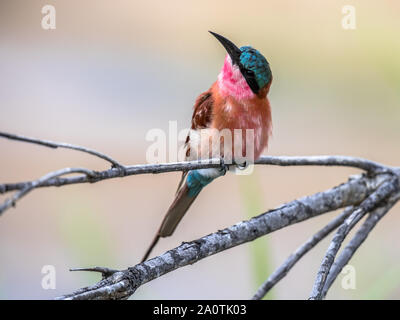 Südliche carmine Bee-eater (Merobs nubicoides) Vogel auf Zweig, mit hellen Hintergrund im Krüger Nationalpark, Südafrika Stockfoto