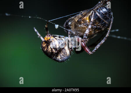 Tiger Spinne hängend auf seiner Web Stockfoto