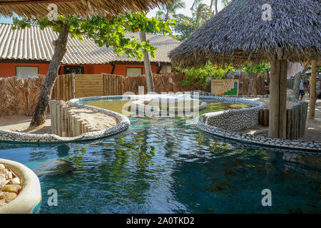 Das Projekt Tamar, gemeinnützige Organisation Meeresschildkröten vor dem Aussterben zu bewahren, Praia Do Forte, Brasilien. Februar, 24, 2019. Stockfoto