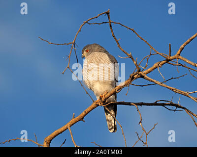 Piercing Stare von Shikra (Accipiter badius) oder wenig gebändert Habicht mit scharfen rote Augen Jagd von toten Zweig Barsch in South Luangwa, Sambia, Afrika Stockfoto