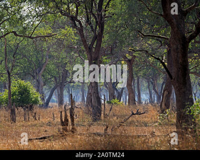 Blau dunstiger Nebel im Abstand über knorrige Stämme der Elefant beschädigte Bäume Kontraste mit tropischen Wäldern Laub im South Luangwa NP, Sambia, Afrika Stockfoto
