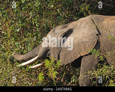 Afrikanischer Elefant im South Luangwa National Park, Sambia, Afrika Stockfoto