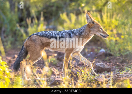 Black-backed Jackal (Canis mesomelas) Wandern im Krüger Nationalpark, Südafrika Stockfoto