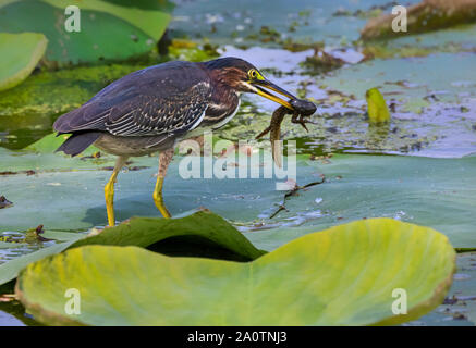 Grünreiher (Butorides virescens) jagen im Waldsumpf im Brazos Bend State Park, Texas, USA. Stockfoto