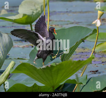 (Common gallinule Gallinula galeata) klettern Lotus Blätter in einem Wald, Sumpf, Brazos Bend State Park, Texas, USA. Stockfoto