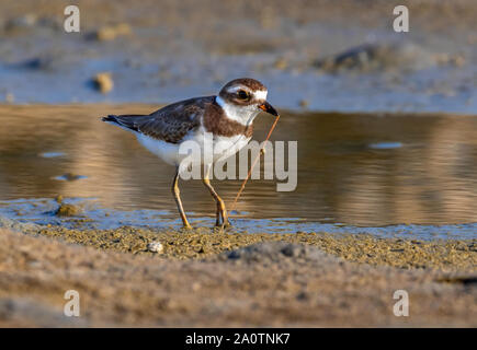 Semipalmated plover (Charadrius semipalmatus) Ziehen einer seaworm vom Boden bei Ebbe, im Abendlicht, Galveston, Texas, USA. Stockfoto